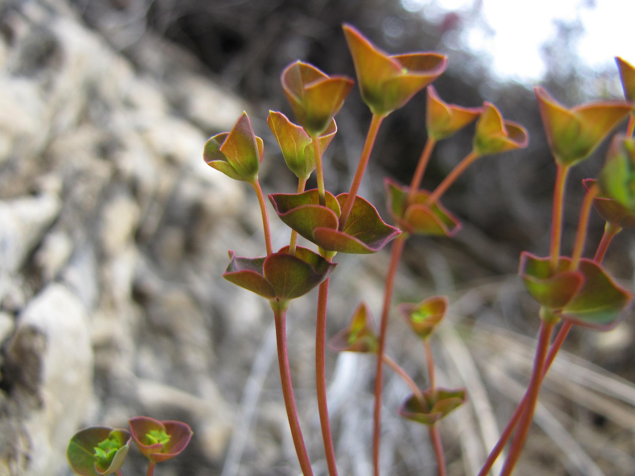 Euphorbia minuscola? - Euphorbia cfr. falcata
